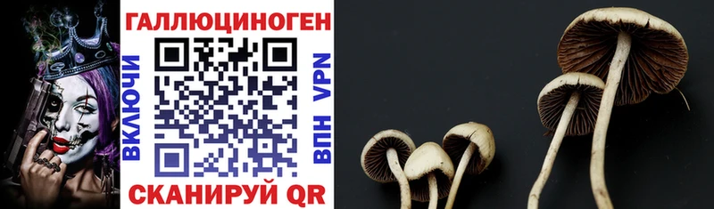Галлюциногенные грибы MAGIC MUSHROOMS  купить наркотики цена  Волжский 
